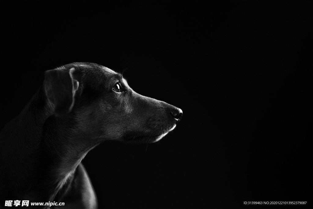 动物 宠物 狗 猫