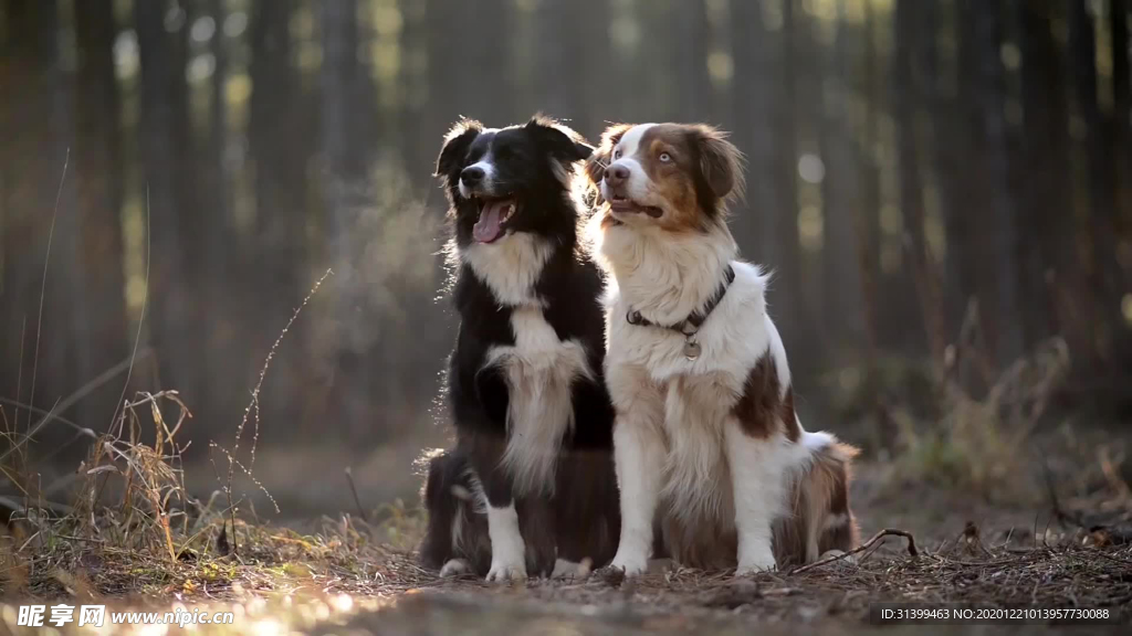 动物 宠物 狗 猫