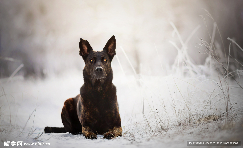 动物 宠物 狗 猫