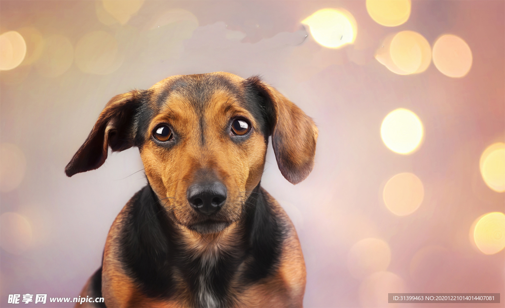 动物 宠物 狗 猫