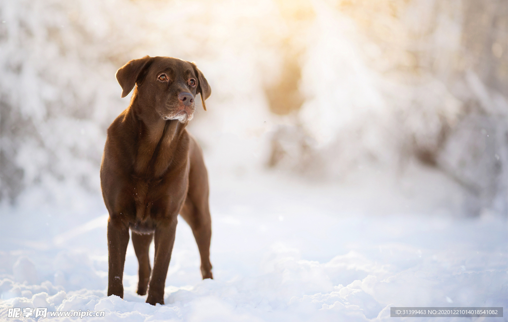 动物 宠物 狗 猫