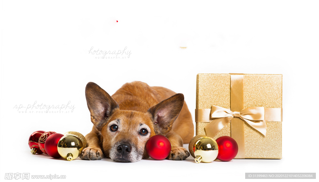 动物 宠物 狗 猫