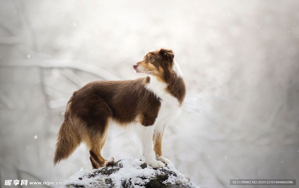 动物 宠物 狗 猫