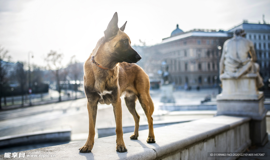 动物 宠物 狗 猫
