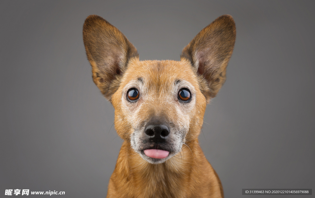 动物 宠物 狗 猫
