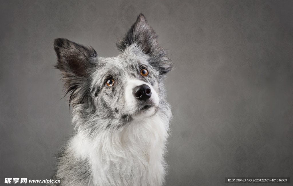 动物 宠物 狗 猫