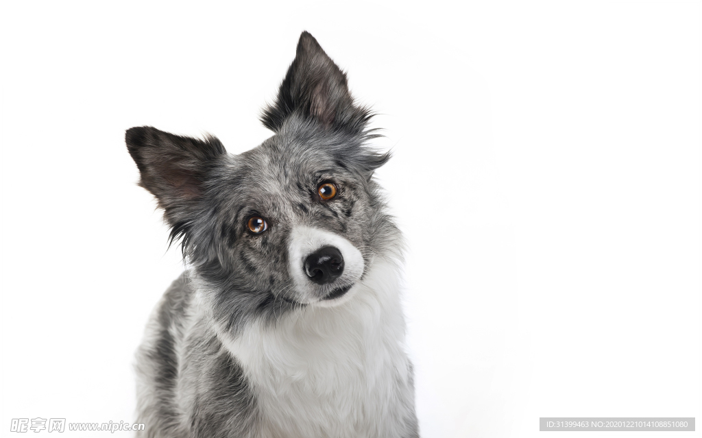 动物 宠物 狗 猫