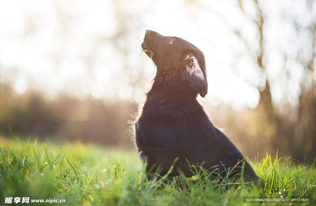 动物 宠物 狗 猫