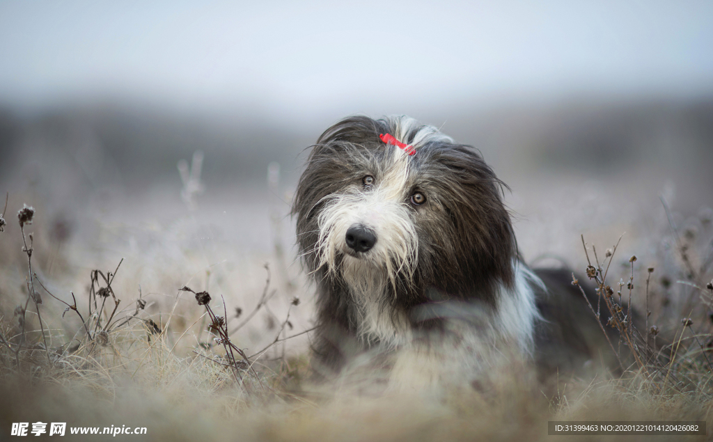 动物 宠物 狗 猫