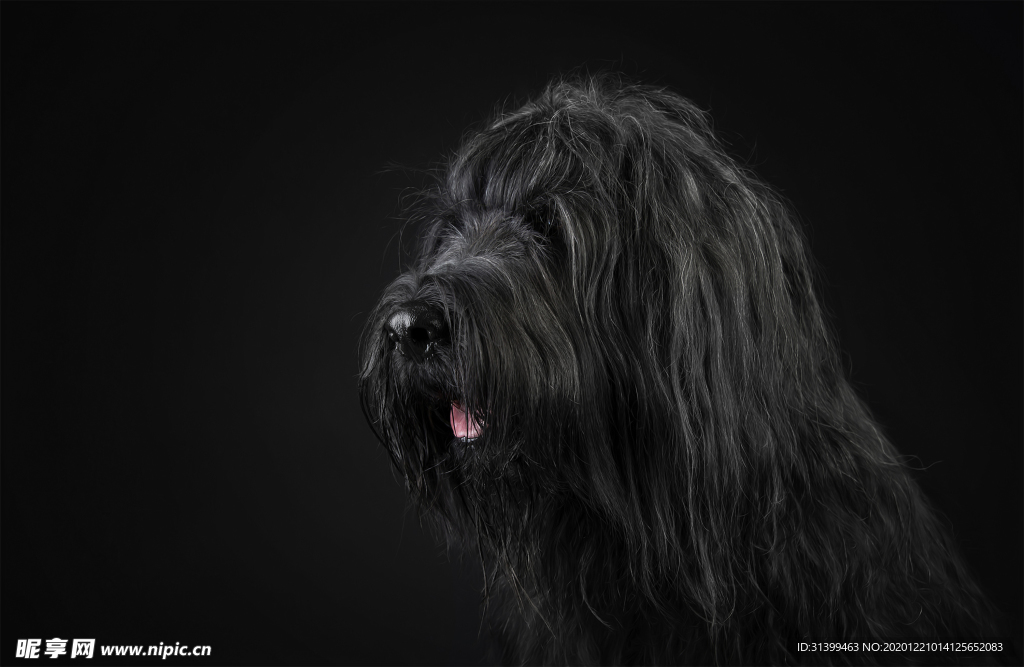 动物 宠物 狗 猫