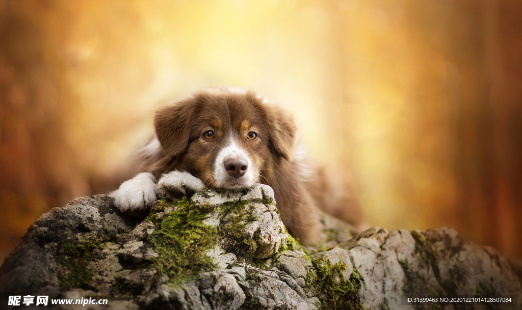 动物 宠物 狗 猫