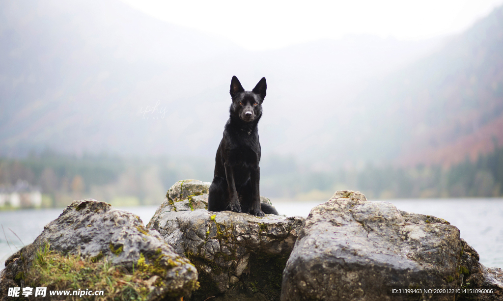 动物 宠物 狗 猫