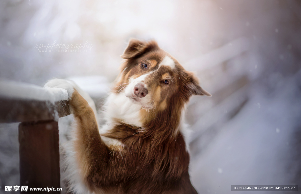 动物 宠物 狗 猫