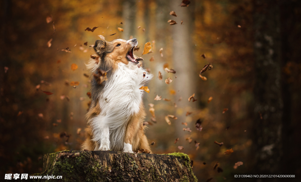 动物 宠物 狗 猫