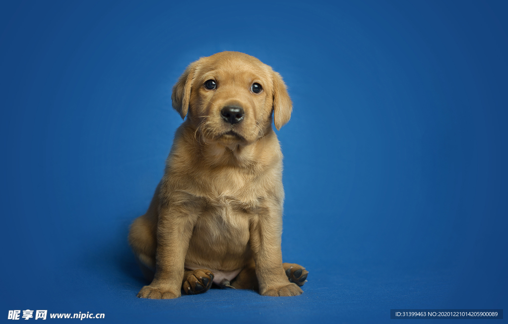 动物 宠物 狗 猫