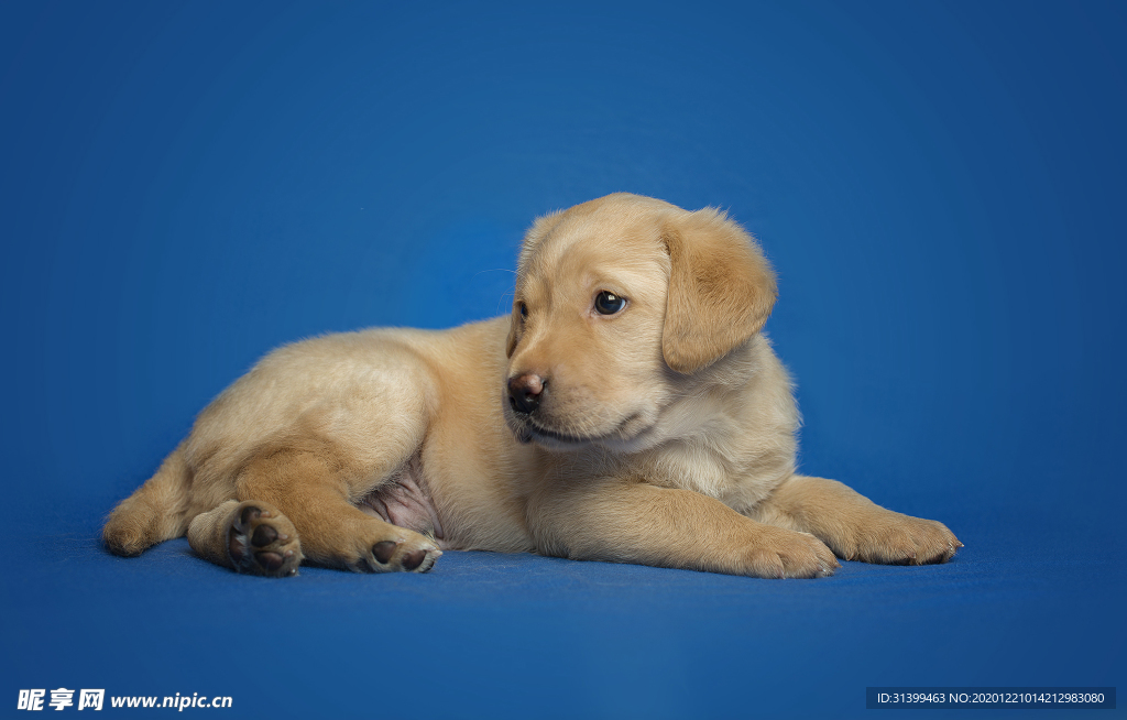 动物 宠物 狗 猫