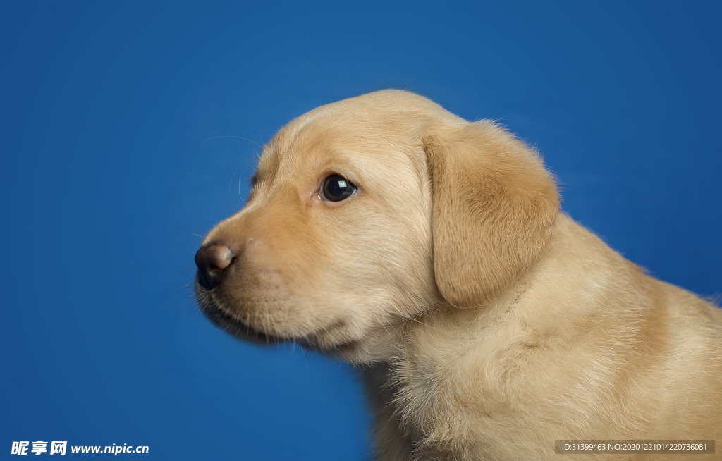 动物 宠物 狗 猫