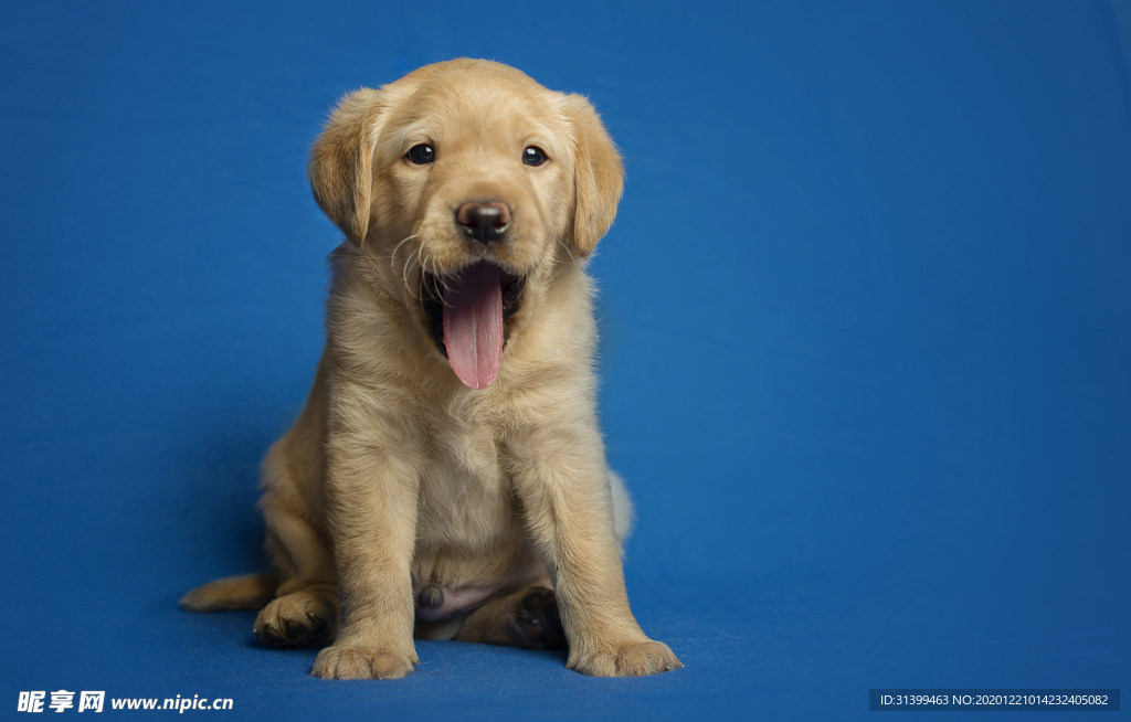 动物 宠物 狗 猫