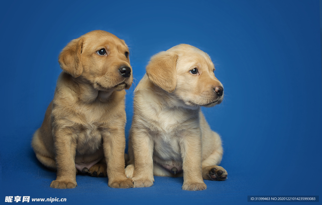 动物 宠物 狗 猫