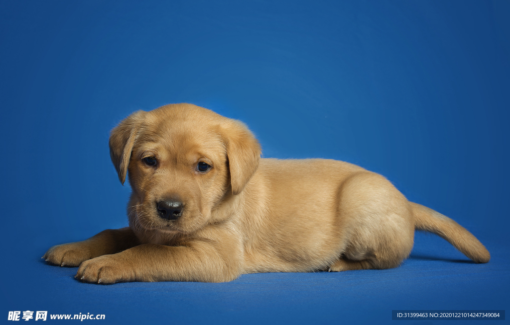 动物 宠物 狗 猫