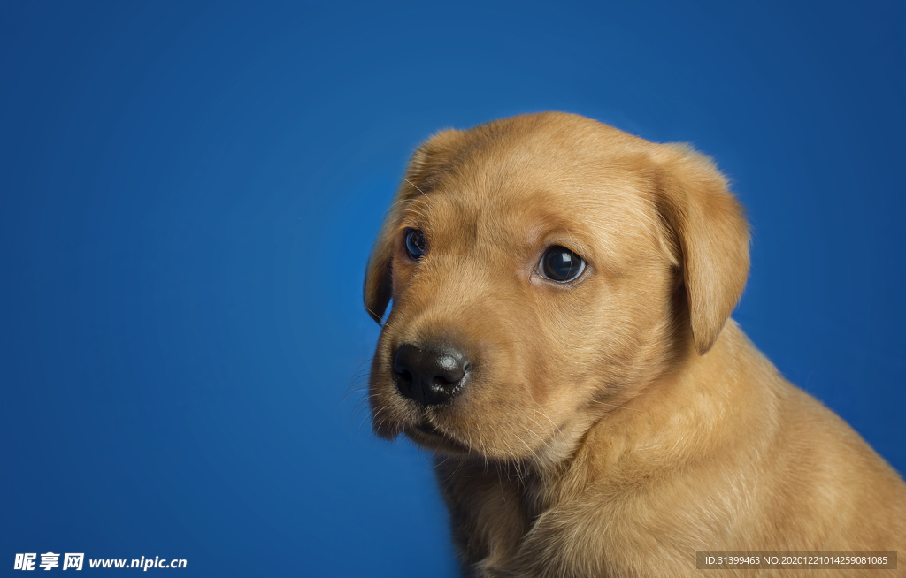 动物 宠物 狗 猫