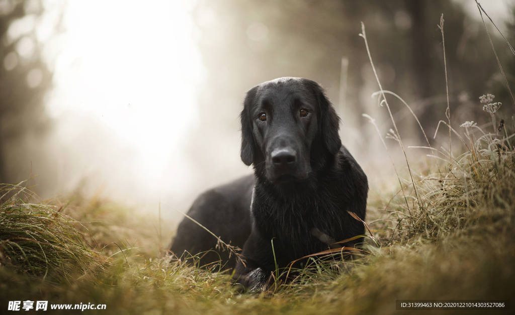 动物 宠物 狗 猫