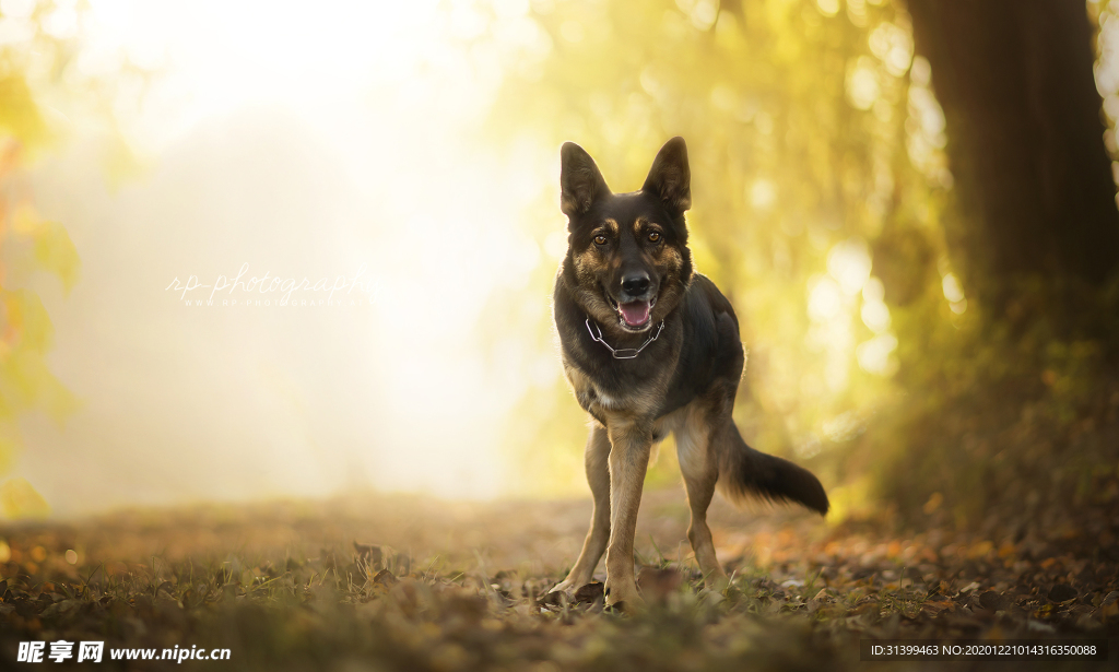 动物 宠物 狗 猫