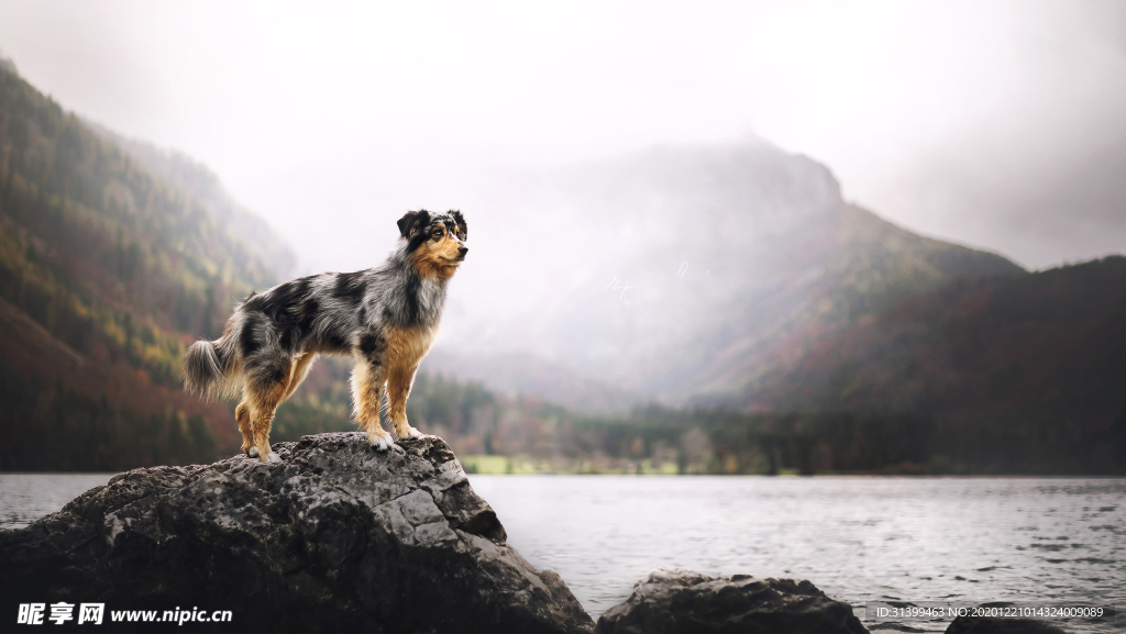 动物 宠物 狗 猫