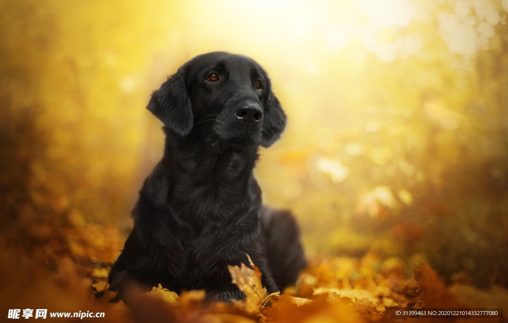 动物 宠物 狗 猫