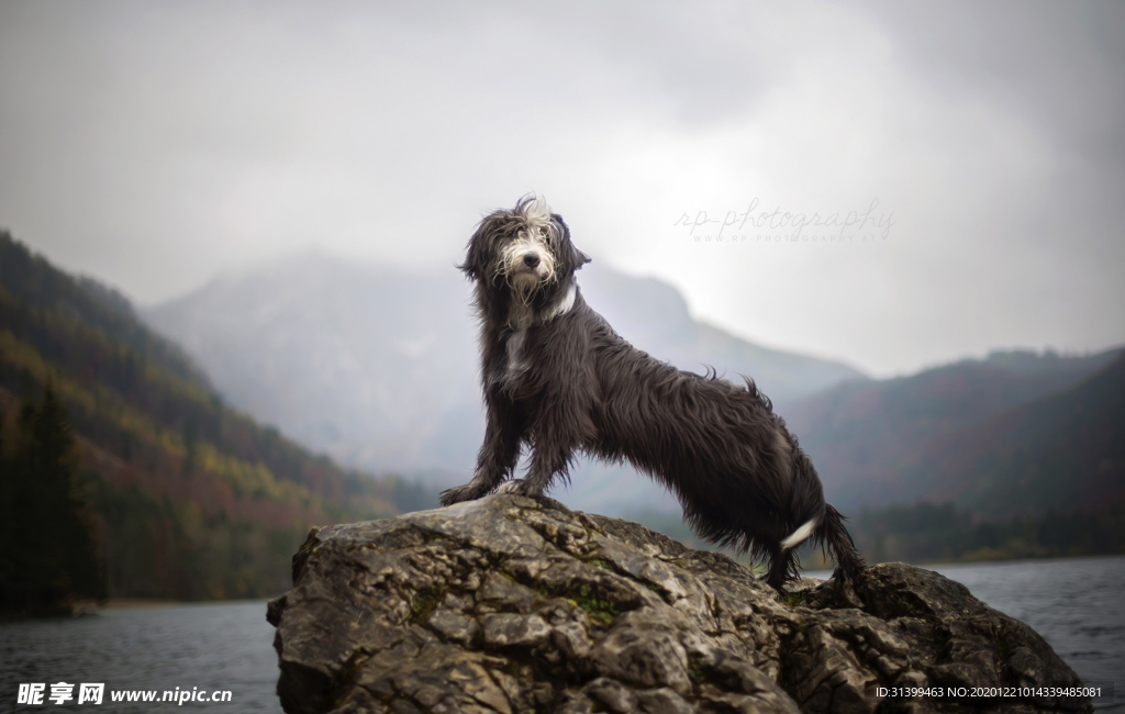 动物 宠物 狗 猫