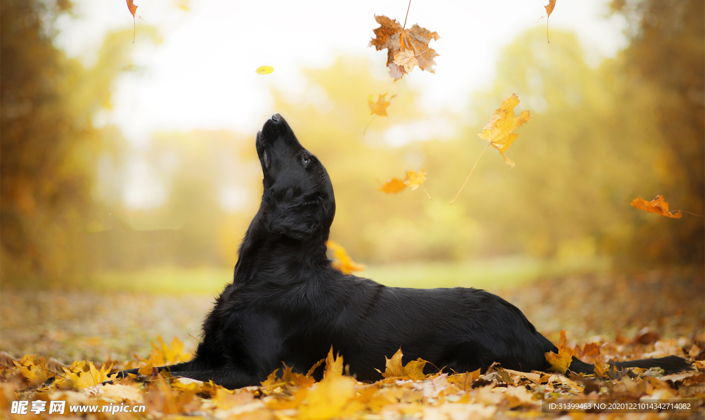 动物 宠物 狗 猫