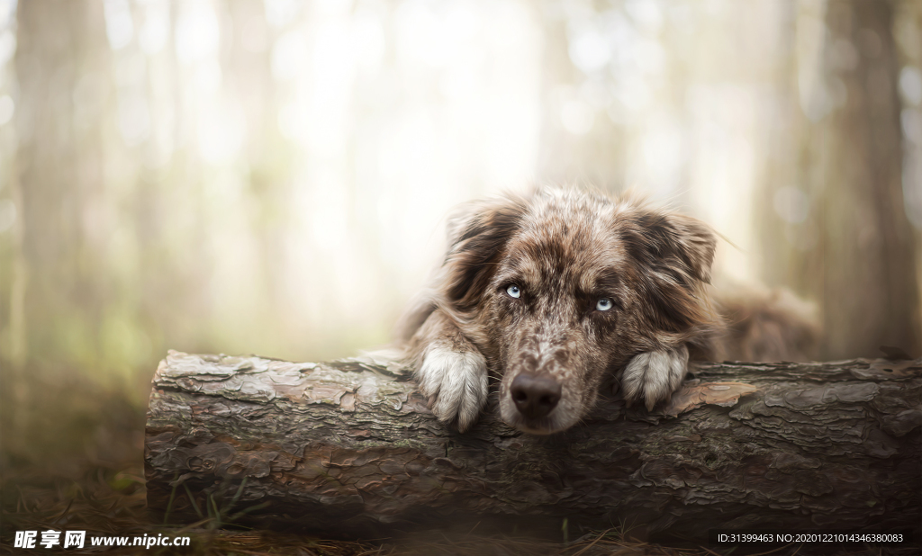 动物 宠物 狗 猫