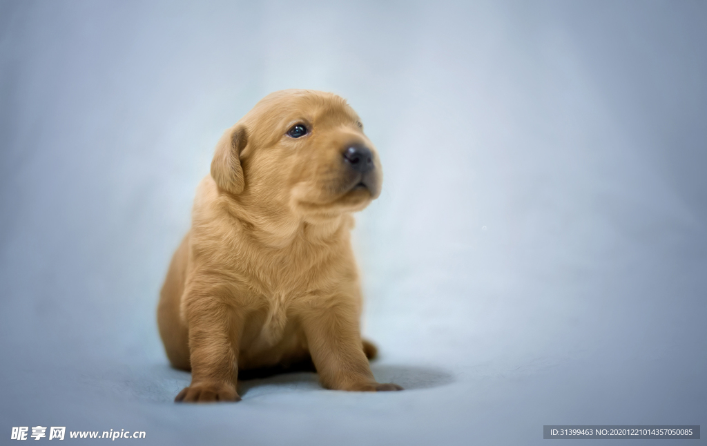 动物 宠物 狗 猫
