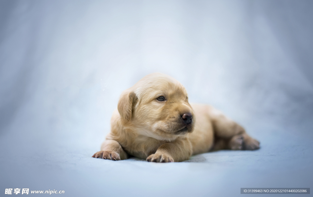 动物 宠物 狗 猫