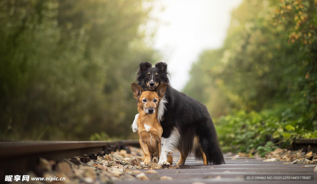 动物 宠物 狗 猫