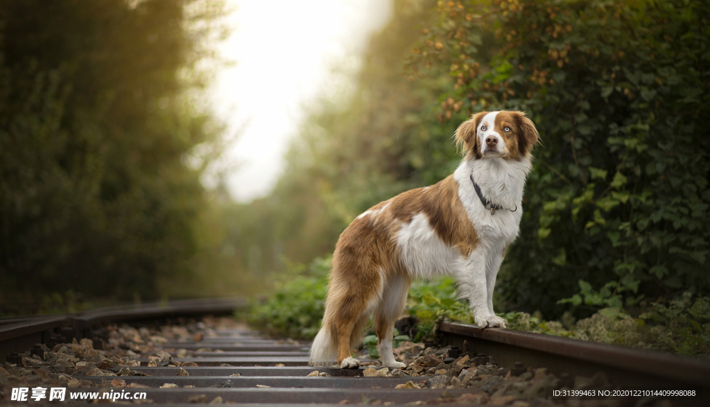 动物 宠物 狗 猫