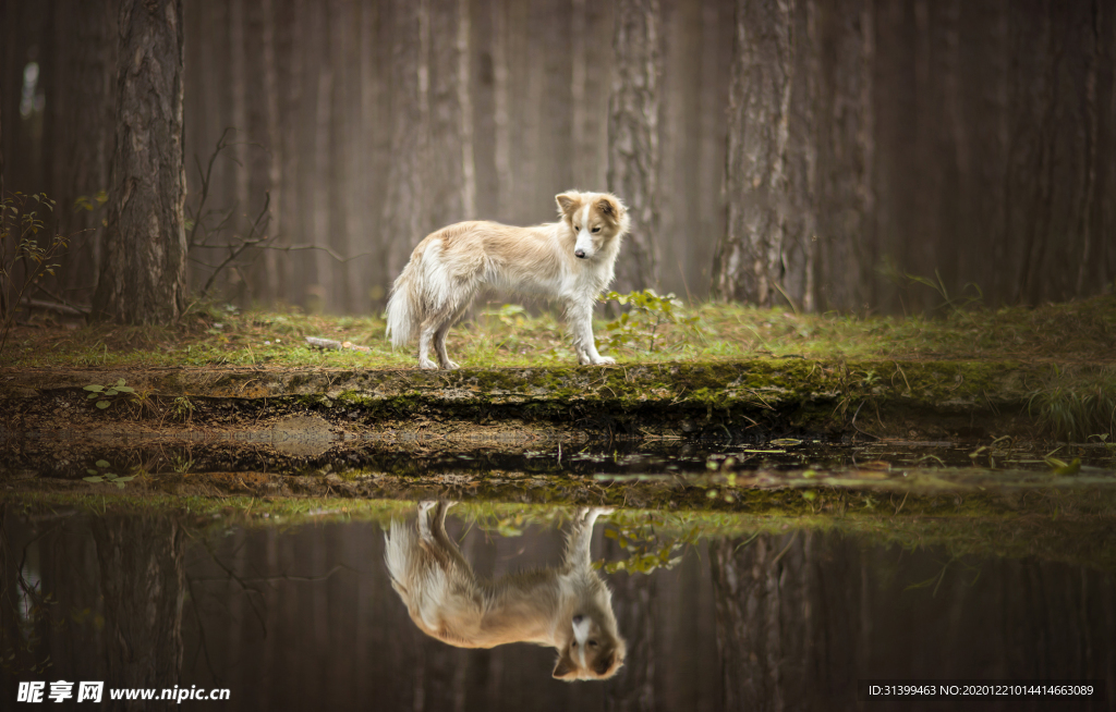 动物 宠物 狗 猫