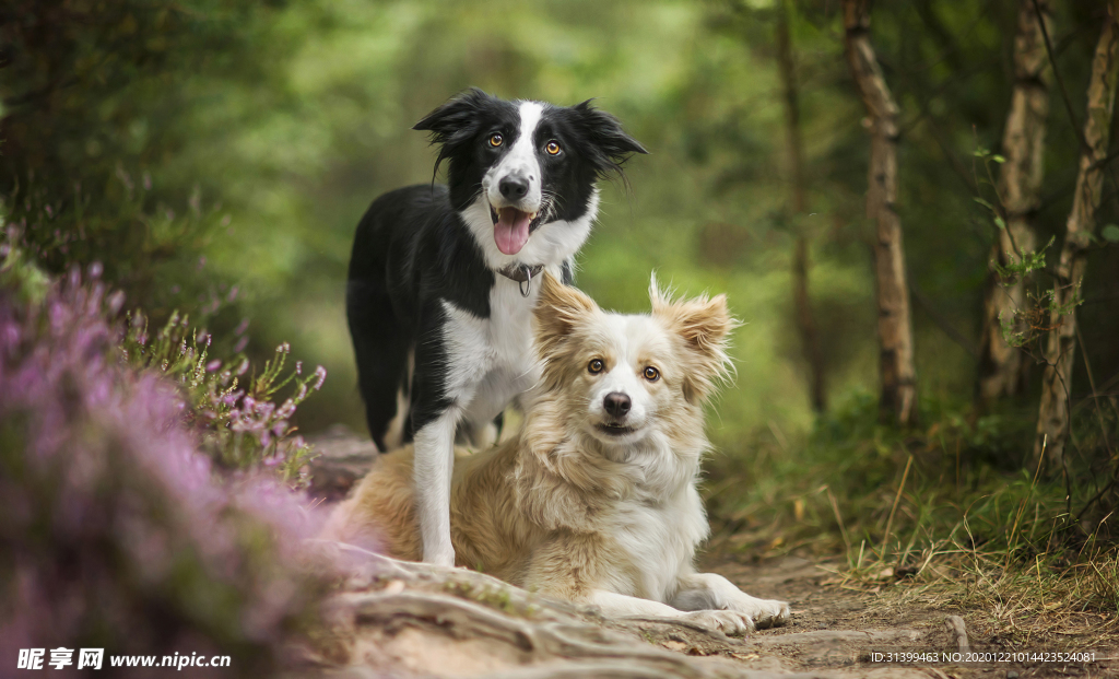 动物 宠物 狗 猫
