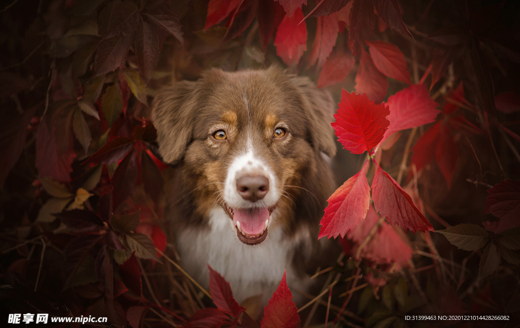 动物 宠物 狗 猫