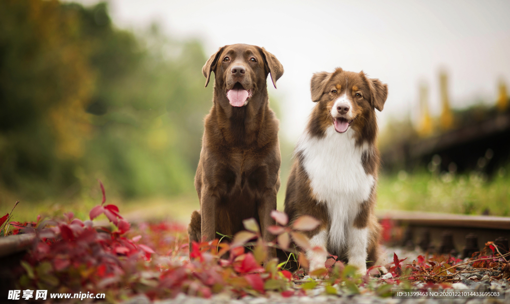 动物 宠物 狗 猫