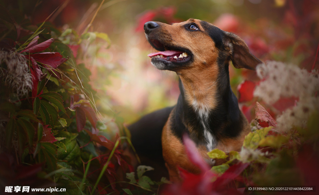 动物 宠物 狗 猫