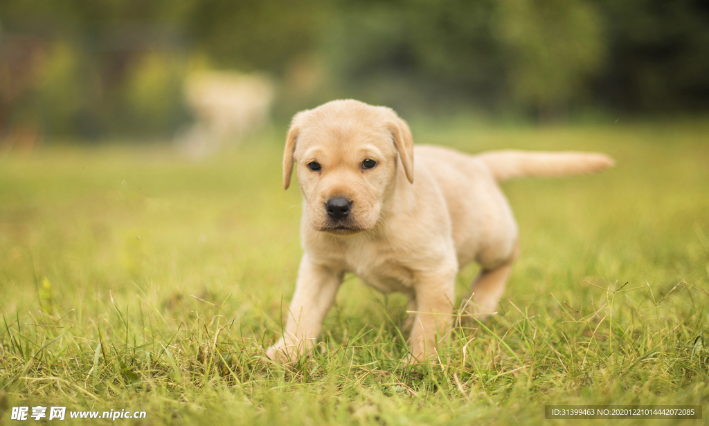 动物 宠物 狗 猫