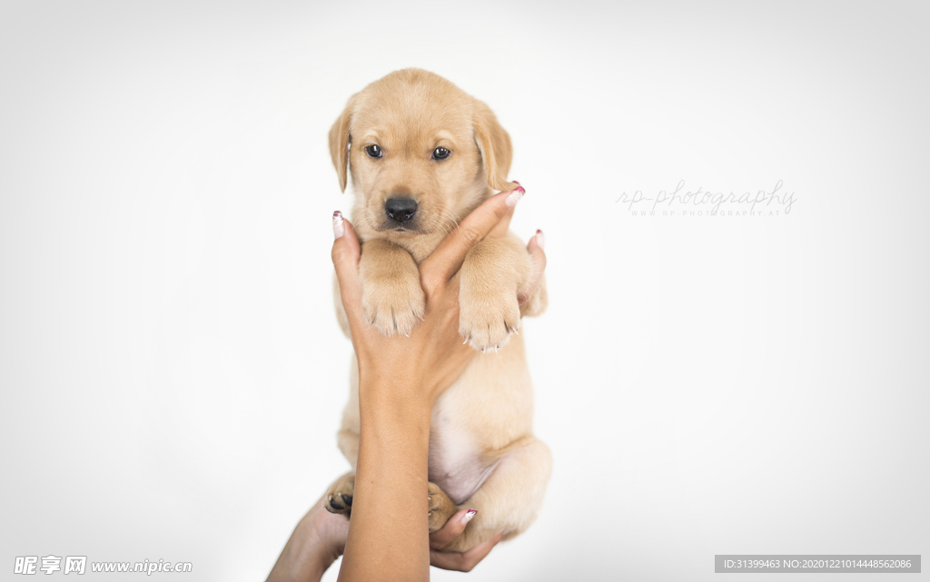 动物 宠物 狗 猫