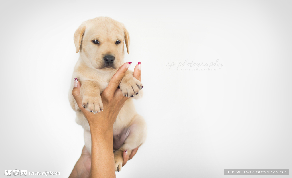 动物 宠物 狗 猫