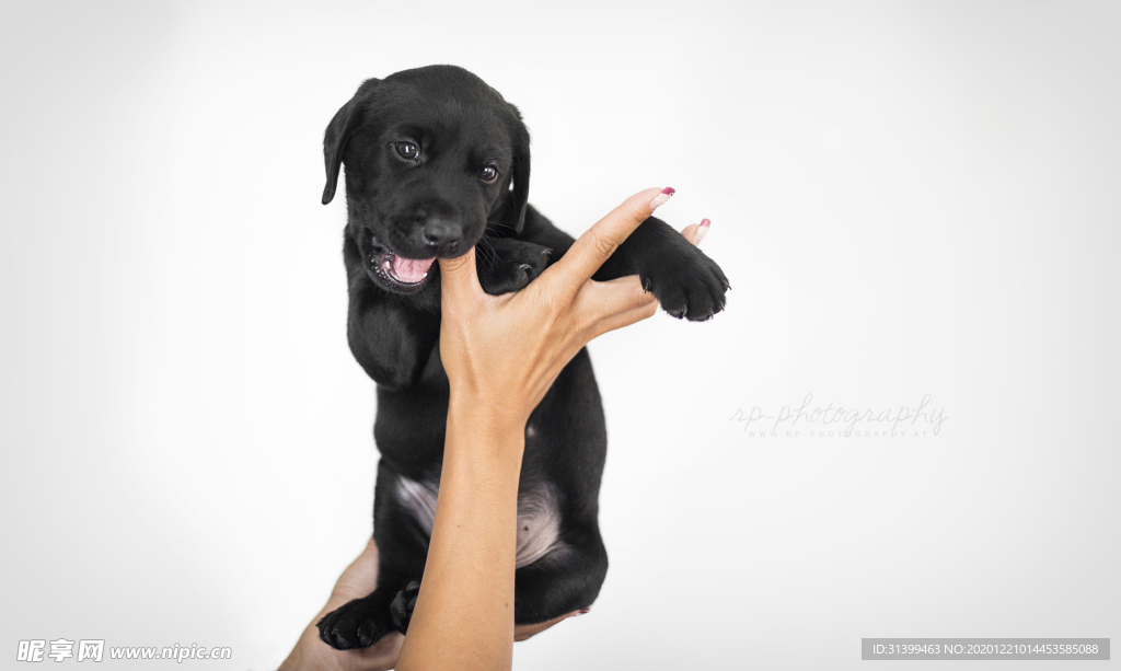 动物 宠物 狗 猫