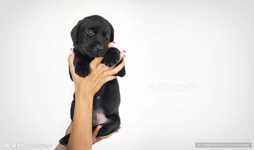 动物 宠物 狗 猫