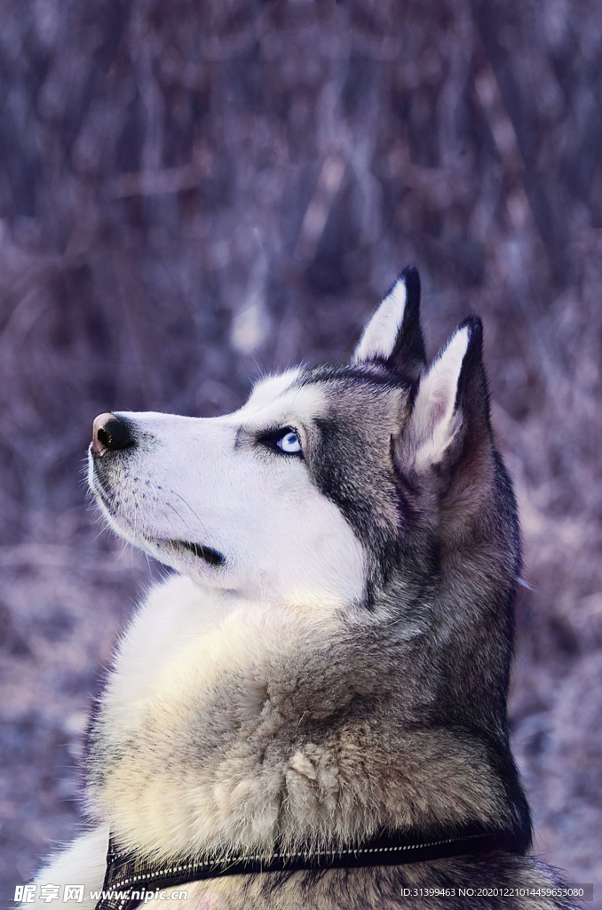 动物 宠物 狗 猫