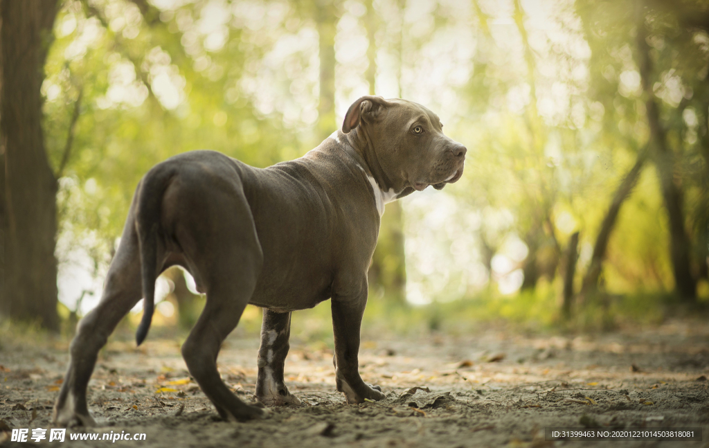 动物 宠物 狗 猫
