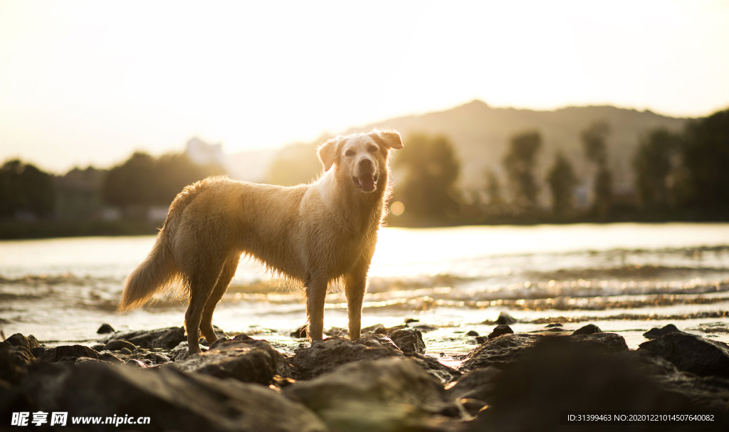 动物 宠物 狗 猫