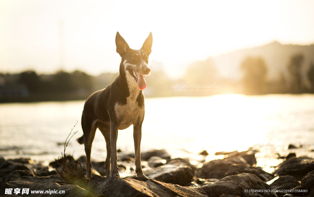 动物 宠物 狗 猫